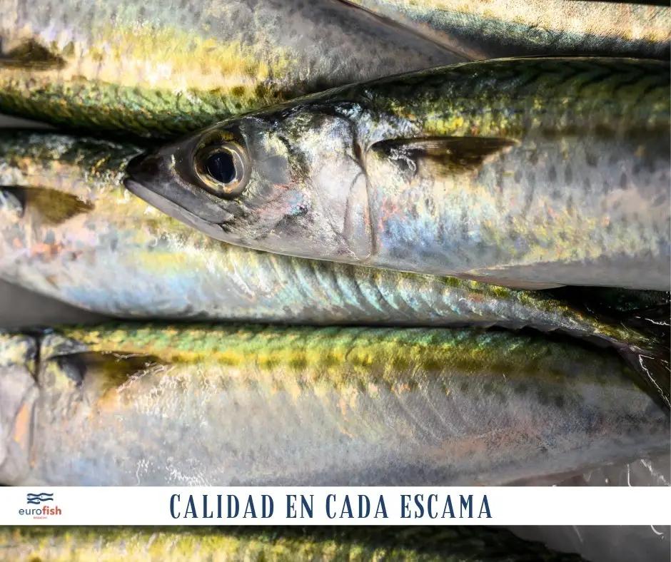 Gráfica publicitaria de Eurofish Roquetas