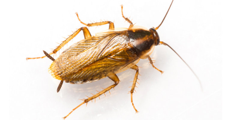 009 cucaracha