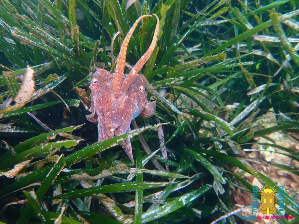 ARRECIFE BARRERA POSEIDONIA – Principal ARRECIFE BARRERA POSEIDONIA – Principal